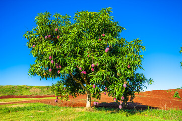 Mango fruit. Healthy and nutritious food.