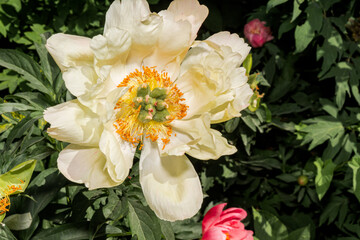 Itoh Hybrid Peony (Paeonia Itoh hybrid) in park