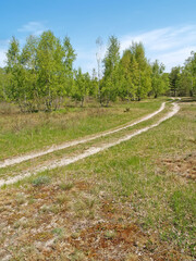 Country road in a spring forest on the Curonian Spit
