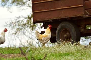 Hens walking in the village,wildlife photo