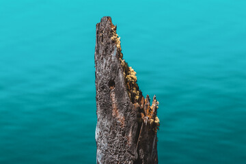 Stump by the Water