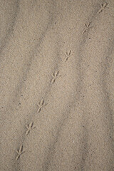 bird tracks in the sand