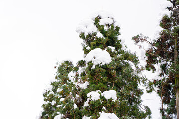 Christmas tree in the snow