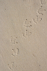 Fototapeta na wymiar bird tracks in the sand