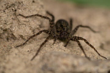 Salticidae on a rock. Macro.