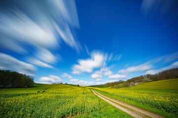 Summer landscape with blooming canola field
