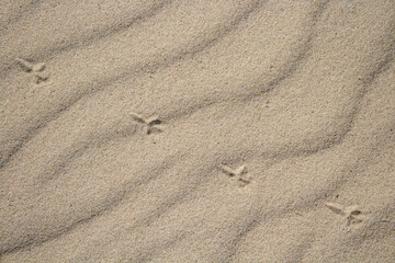 bird tracks in the sand