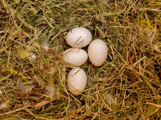 Nest with four eggs. 