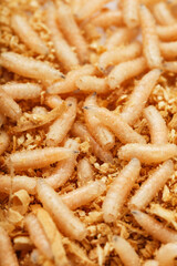 Fly larvae close-up as bait for fishing and medicine.