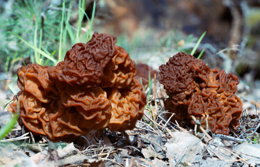 Gyromitra esculenta, false morels  growing in the forest, two mushrooms.