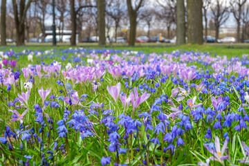 Close-up of the first spring flowers scilla and crocuses in the spring park. Selective focus.