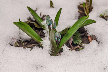 Siberian Squill (Scilla siberica) in garden after late snowfall, Central Russia