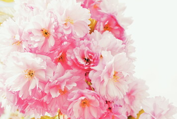 Naklejka na ściany i meble Gentle pink sakura flowers close up. Gentle spring background sakura blossom close up