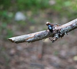 Large black forest beetle crawls on a dry stick on a summer day