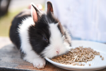 coniglietto domestico animali domestici