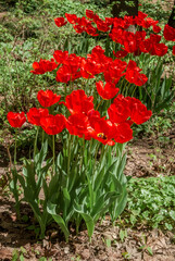 Single Early Tulip 'Escape' (Tulipa hybrida) in park