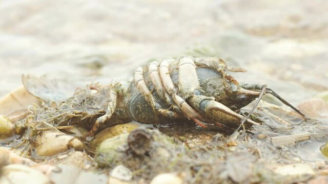 Dead crayfish (Astacus) lies on the shore of the lake. closeup.