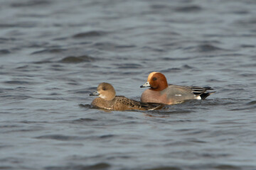 A couple of Eurasian Wigeons (Mareca penelope) swimming in water of a lake
