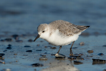 Sanderling (Calidris alba) foraging along the shoreline