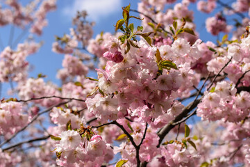 Branches of blossoming pink sakura against the white-blue sky .