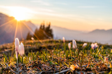 Frühlingserwachen in den Alpen