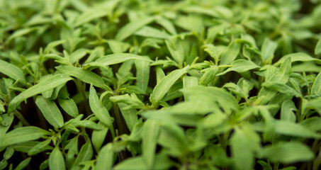 detail of a fertile soil with small seedlings