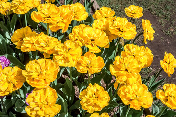 Double late Tulip 'Exotic Sun' (Tulipa hybrida) in park