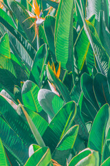 tropical plant background
