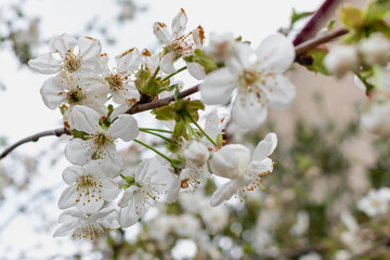 White blooming cherry tree. A cherry tree blooming with beautiful white flowers on a sunny spring day. Spring theme.