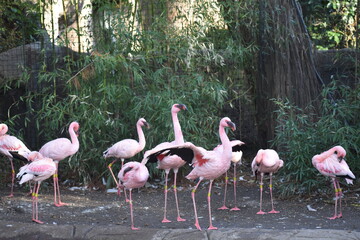 flamingos in the zoo
