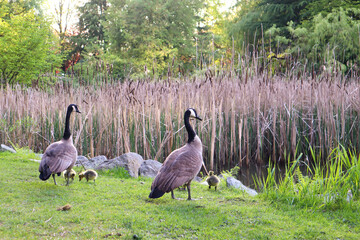 Canada goose family on the grass