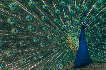Obraz premium peacock with feathers out