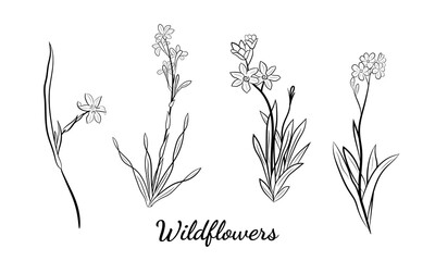 Hand drawn set of wildflowers and herbs. Sketch of summer flowers, herbs and leaves. Collection of meadow plants. Botanical illustration. Decorative elements for summer and spring desing.