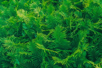 green fern background