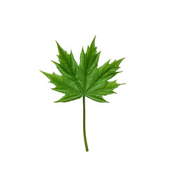 Maple leaf on white background. Minimal concept