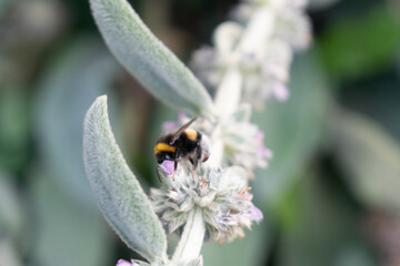 bee on a flower
