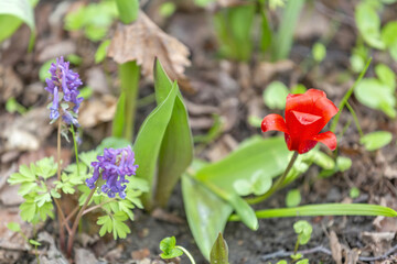 The first spring tulip blooms in the city botanical garden