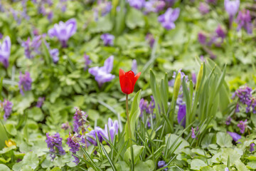 The first spring tulip blooms in the city botanical garden