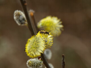 Blooming willow twigs and furry willow-catkins, so called 