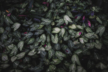 Obraz premium red and green leaves