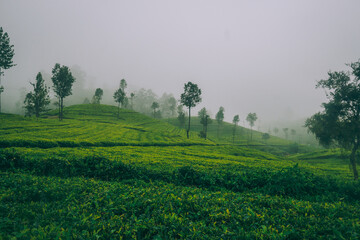 mist in the tea fields 