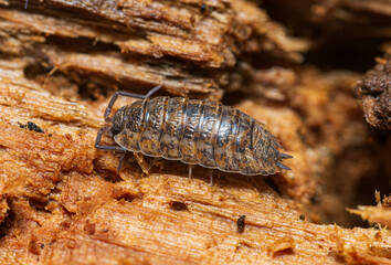 Trachelipus rathkii in rotten log