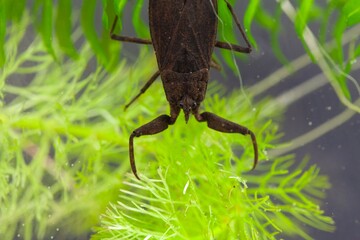 Water scorpion, Nepa cinerea, on a water plant.