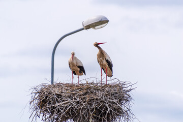 A pair of storks in their nest under a lantern..