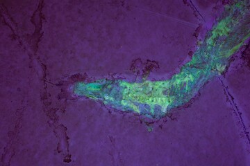 Fluorescent glowing head of a fossil fish from the Late Jurassic of Southern Germany.