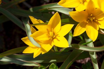 Obraz premium Flowers of a tarda tulip,Tulipa urumiensis