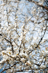 spring in the park