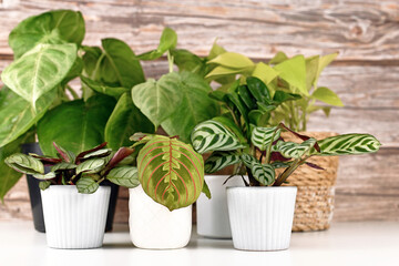 Various small tropical houseplants like Marantas and Syngonium in pots on white table