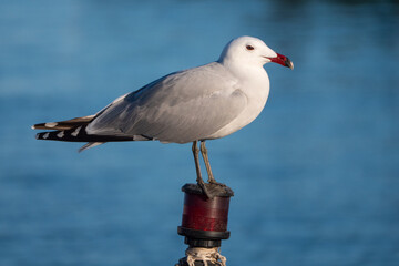 Audoin's gull (Larus audouinii) on harbor with out of focus background.