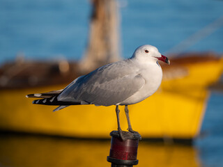 Audoin's gull (Larus audouinii) on harbor with out of focus background.